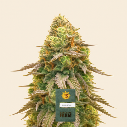 Girl Scout Cookies feminisierte Samen (Barney’s Farm)