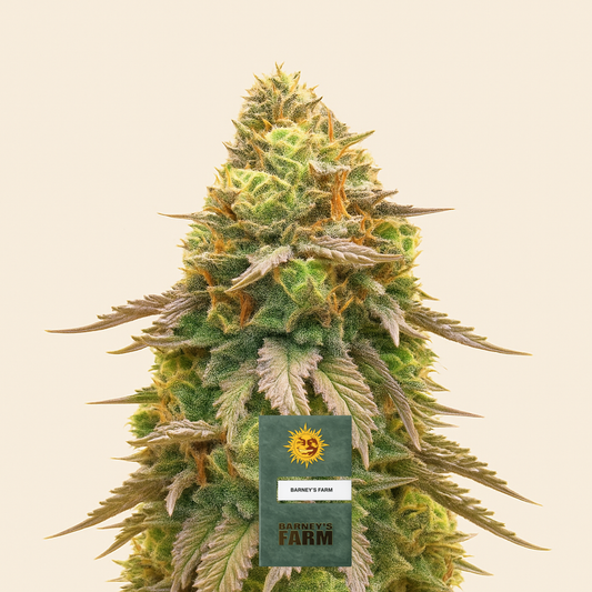 Girl Scout Cookies feminisierte Samen (Barney’s Farm)