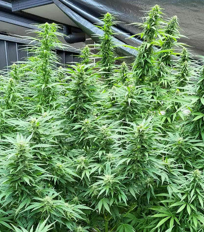Blueberry Hill Cannabispflanze – Herbies Seeds, Foto 4