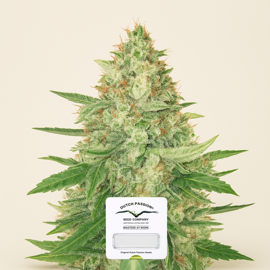 Strawberry Cough (Dutch Passion) Cannabis-Samen