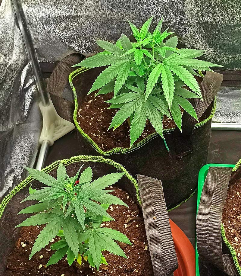 Godzilla Original Glue GG#4 Auto Cannabispflanze – Herbies Seeds, Foto 4
