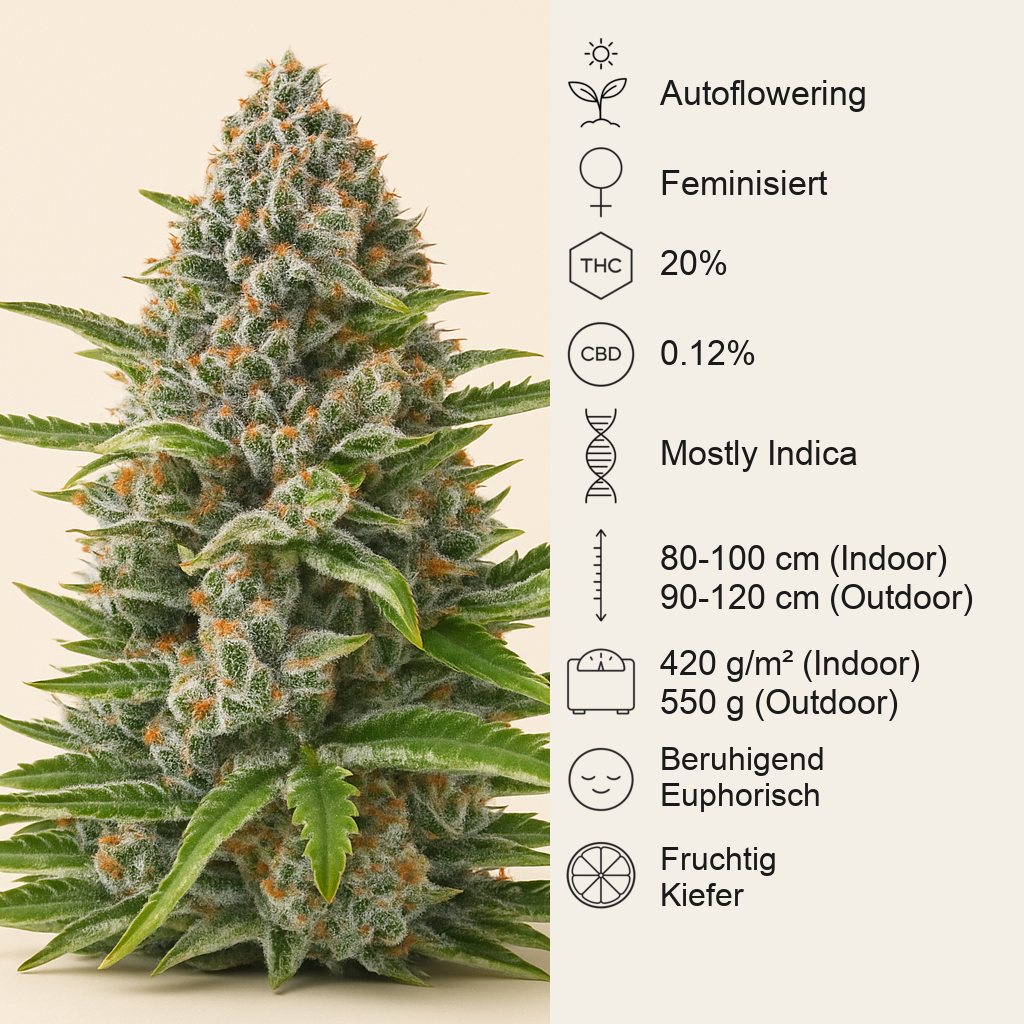 Gorilla Z Auto feminisiertes Saatgut (Barney's Farm)