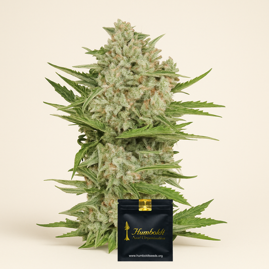 OGKZ Auto Samen feminisiert (Humboldt Seeds Organization)