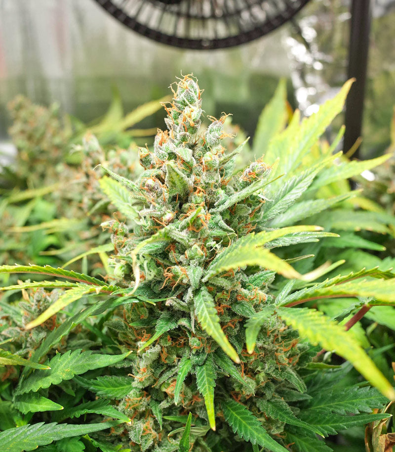 Godzilla Original Glue GG#4 Auto Cannabispflanze – Herbies Seeds, Foto 3