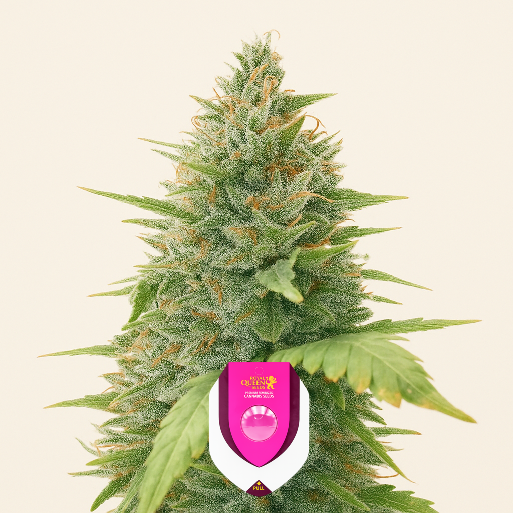 Special Queen 1 Auto feminisierte Samen (Royal Queen Seeds)