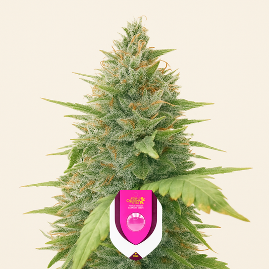 Special Queen 1 Auto feminisierte Samen (Royal Queen Seeds)
