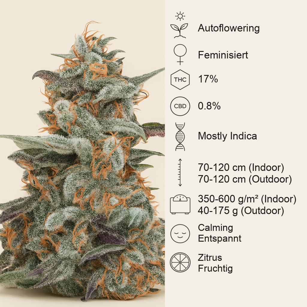 Devil Cream Auto (Sweet Seeds) Cannabis-Samen