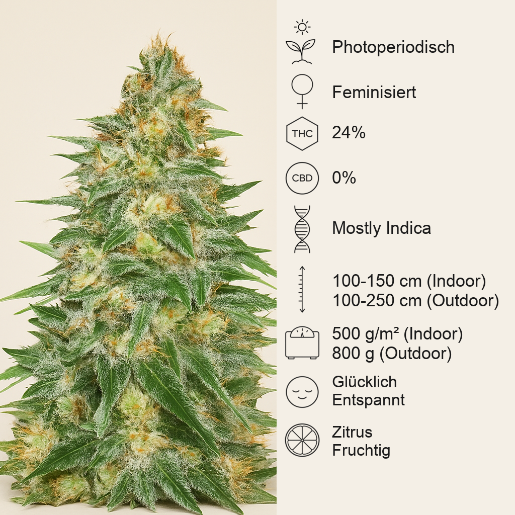 Critical Sensi Star Early Version (Delicious Seeds)