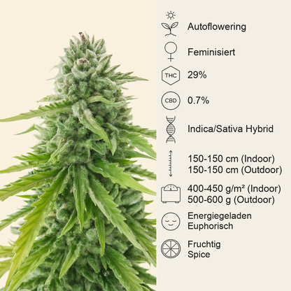 Florida Sunrise Autoflower feminisierte Samen (Seedkeepers)