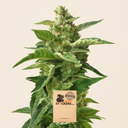 BCN Power Plant Autoflower (Seedstockers) Cannabis-Samen