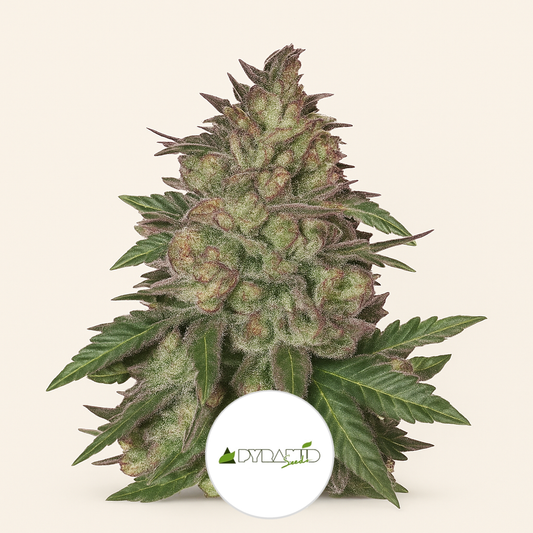 Sunset Sherbet (Pyramid Seeds) Cannabis-Samen