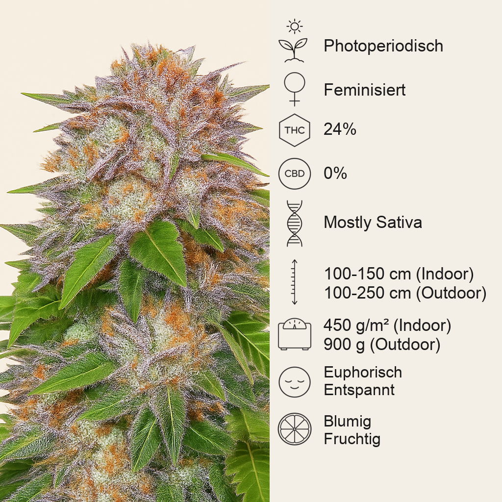 Caramelo Early Version (Delicious Seeds)