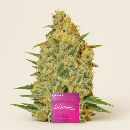 Critical Sensi Star (Delicious Seeds) Cannabis-Samen