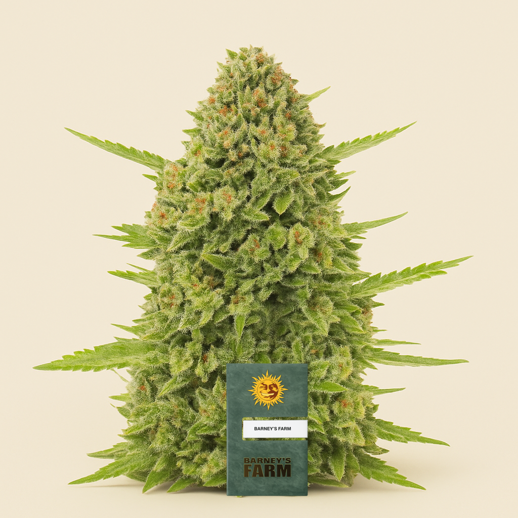 Acapulco Gold feminisiertes Saatgut (Barney's Farm)