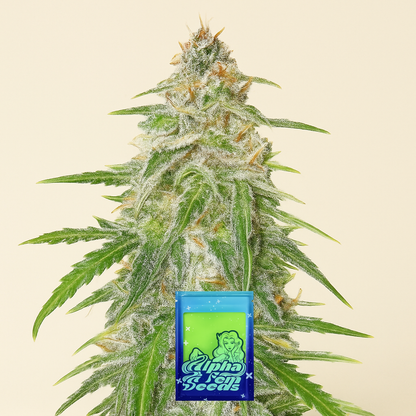 Mandarin Thuggee feminisierte Samen (AlphaFem Seeds)