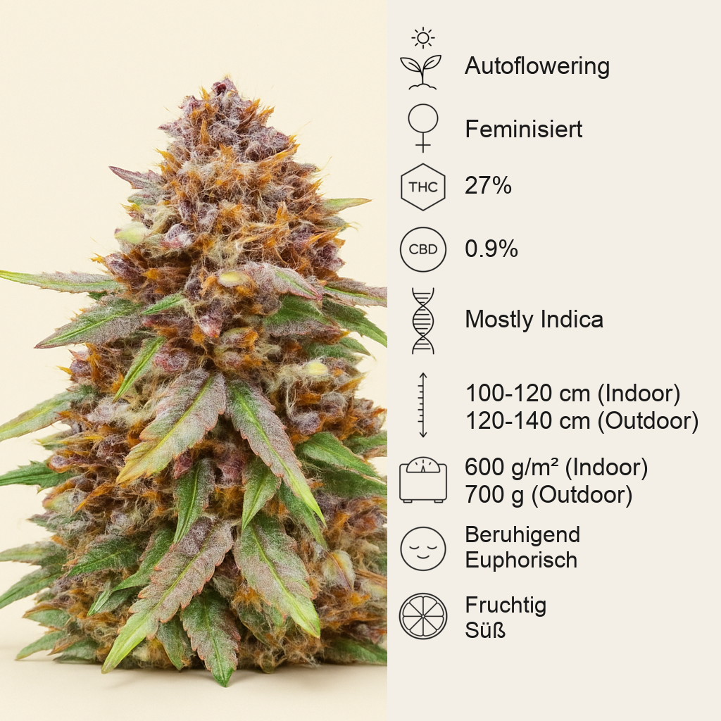 Runtz Auto Samen feminisiert (Barney's Farm)