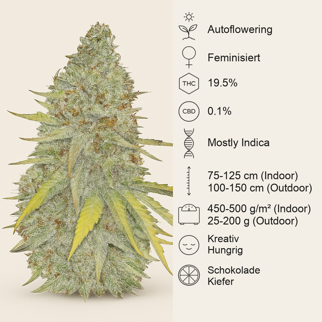 Chocolate Mint OG Auto Samen feminisiert (Humboldt Seeds Organization)