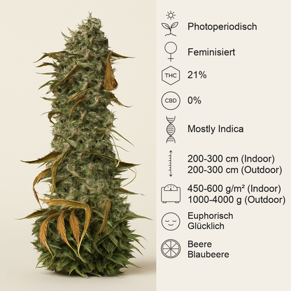 Blueberry Headband (Humboldt Seeds Organization) Cannabis-Samen