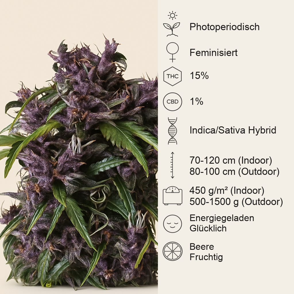 Purple (Pyramid Seeds) Cannabis-Samen