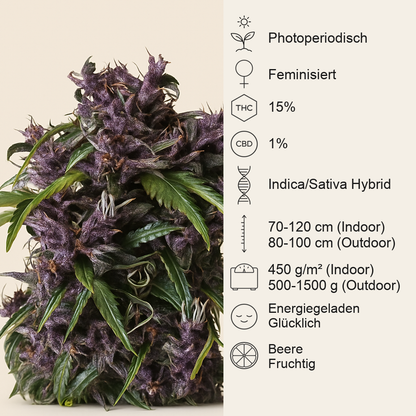 Purple (Pyramid Seeds) Cannabis-Samen