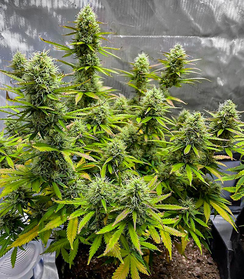 Wedding Cake Autoflower Cannabispflanze – EGS, Foto 2