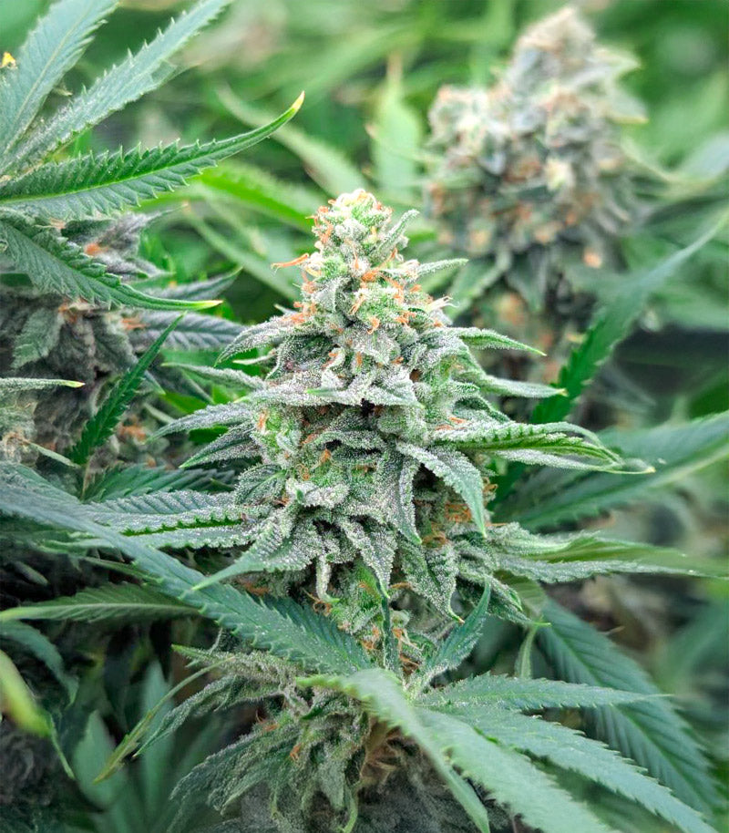 Strawberry Sangria Banana Autoflower Cannabispflanze – Seedkeepers, Foto 1