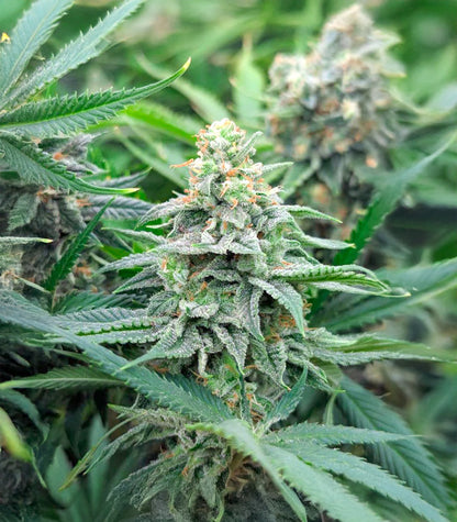 Strawberry Sangria Banana Autoflower Cannabispflanze – Seedkeepers, Foto 1