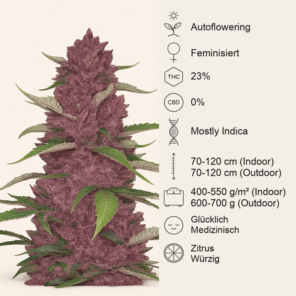 Purple Juice Auto feminisierte Samen (Herbies Seeds)