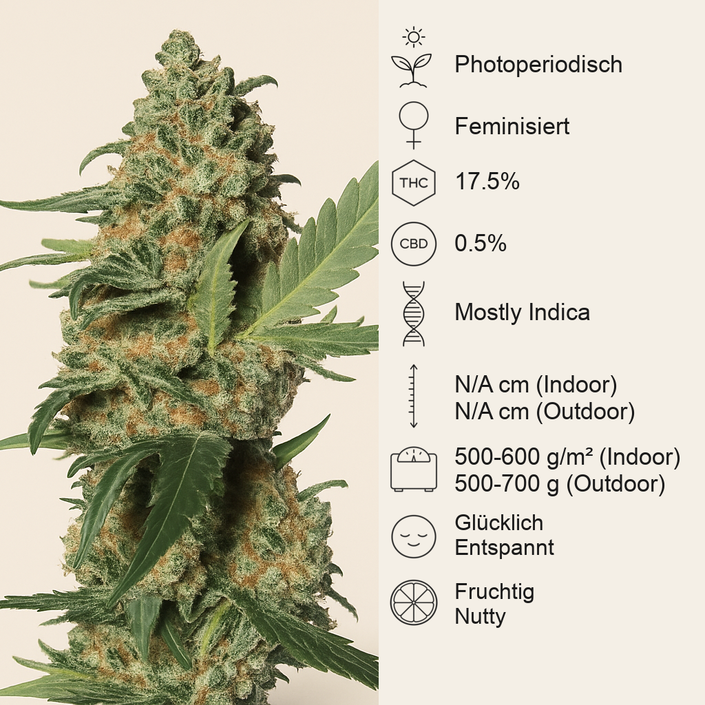 Green Poison F1 Fast Version (Sweet Seeds) Cannabis-Samen