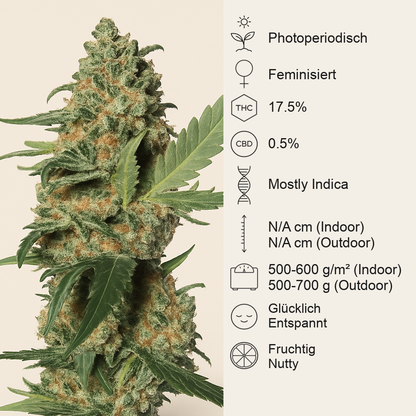 Green Poison F1 Fast Version (Sweet Seeds) Cannabis-Samen