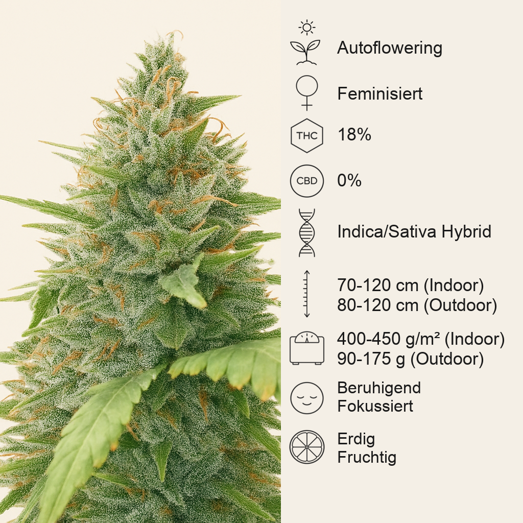 Special Queen 1 Auto feminisierte Samen (Royal Queen Seeds)