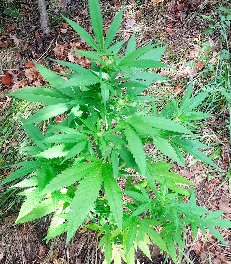 Auto White Widow CBD Cannabispflanze – Pyramid Seeds, Foto 2