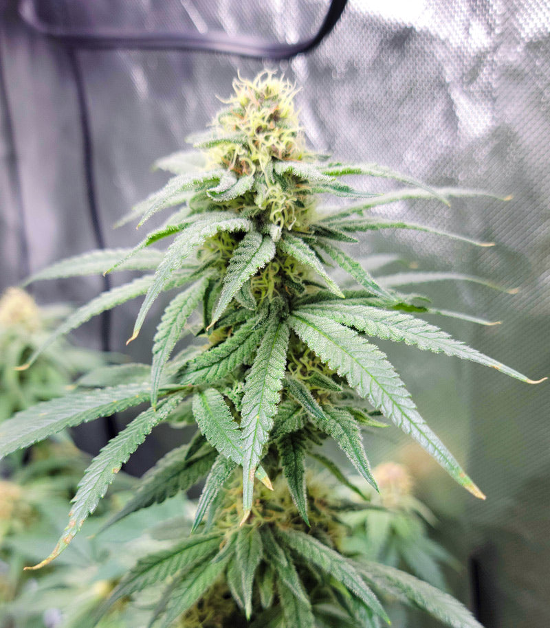 Runtz Punch Cannabispflanze – Herbies Seeds, Foto 1
