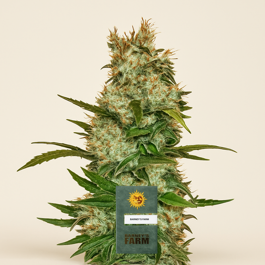 Mimosa x Orange Punch Auto feminisierte Samen (Barney's Farm)