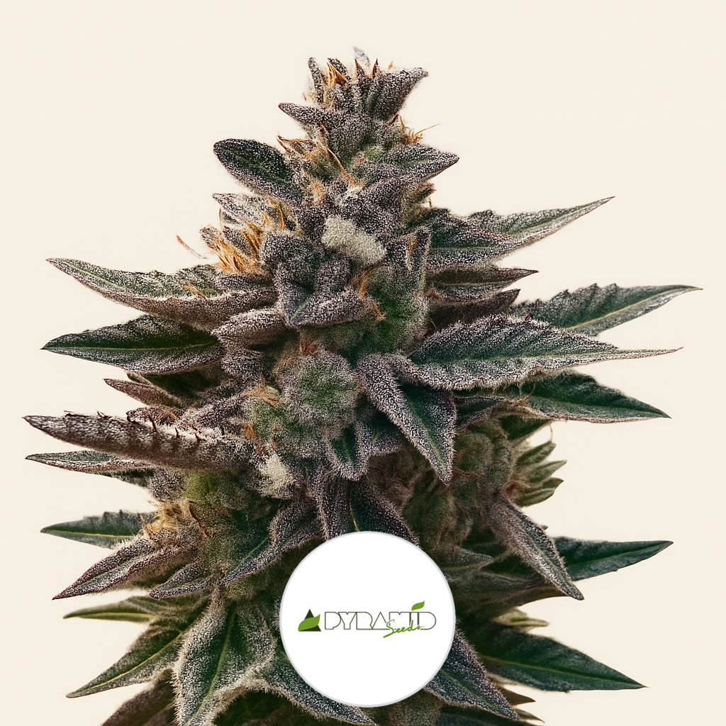 Do-Si-Dos (Pyramid Seeds) Cannabis-Samen