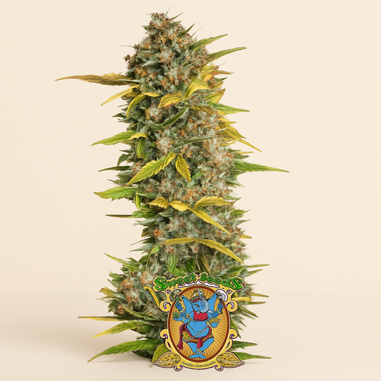 Cream Mandarine Auto (Sweet Seeds)