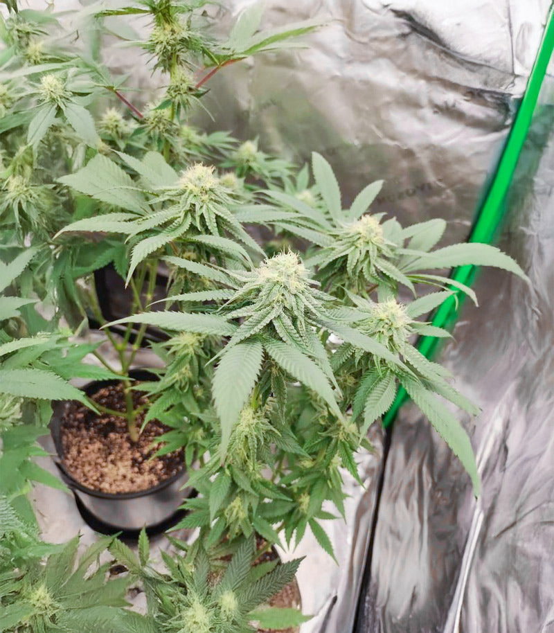 Sangria Poison Autoflower Cannabispflanze – Seedkeepers, Foto 3