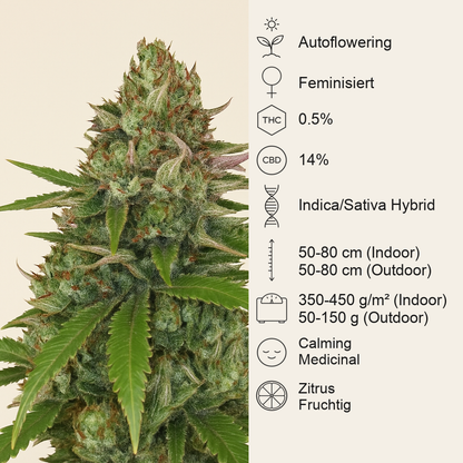 Sweet Pure Auto CBD (Sweet Seeds) Cannabis-Samen