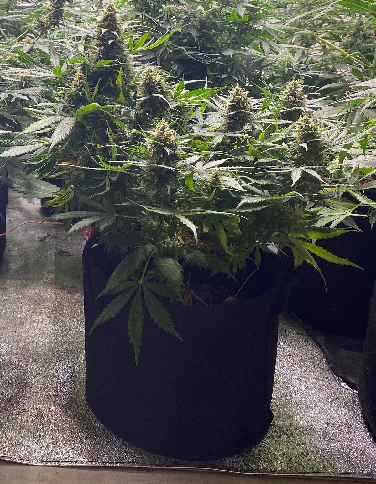 Runtz Auto Cannabispflanze – Barney's Farm, Foto 4