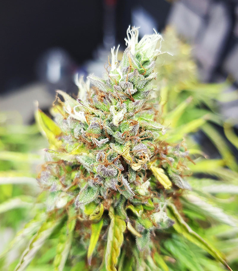 Skywalker Haze Cannabispflanze – Dutch Passion, Foto 15