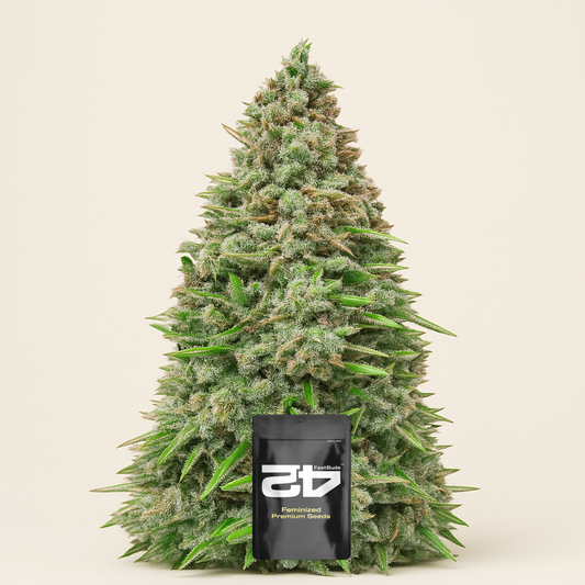 Original Afghan Kush Auto feminisiertes Saatgut (Fast Buds)