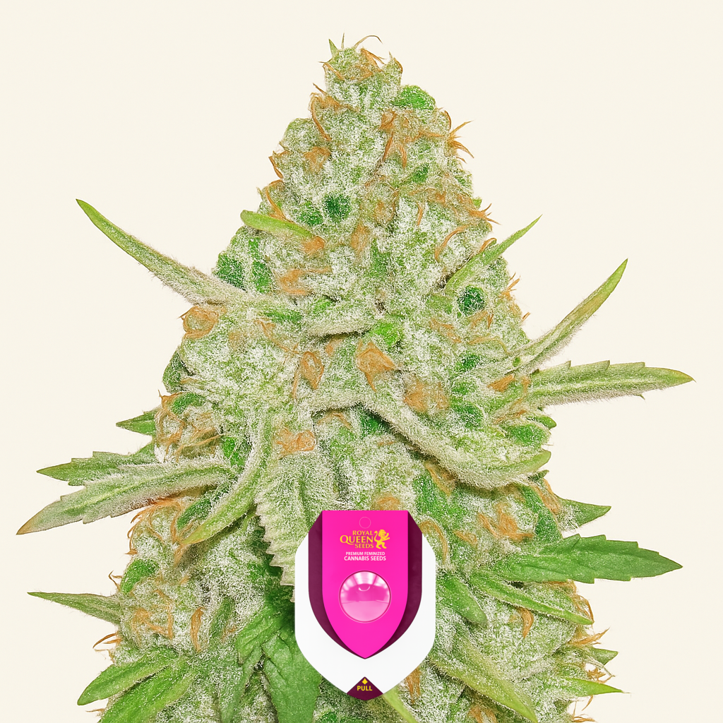 Lemon Shining Silver Haze (RQS) Cannabis-Samen