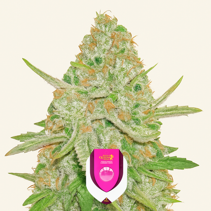 Lemon Shining Silver Haze (RQS) Cannabis-Samen