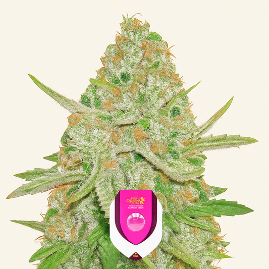 Lemon Shining Silver Haze (RQS) Cannabis-Samen