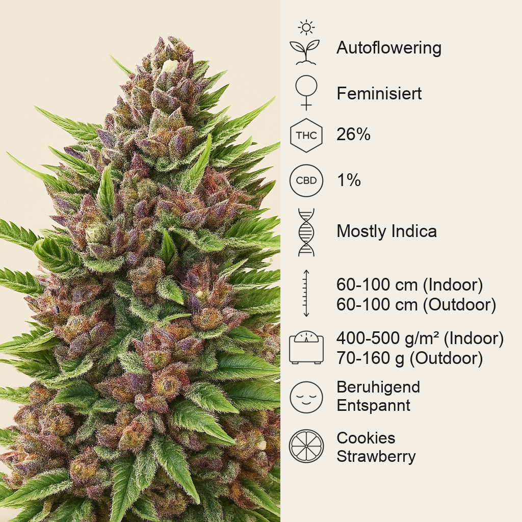 Strawberry Pie Auto Samen feminisiert (Fast Buds)