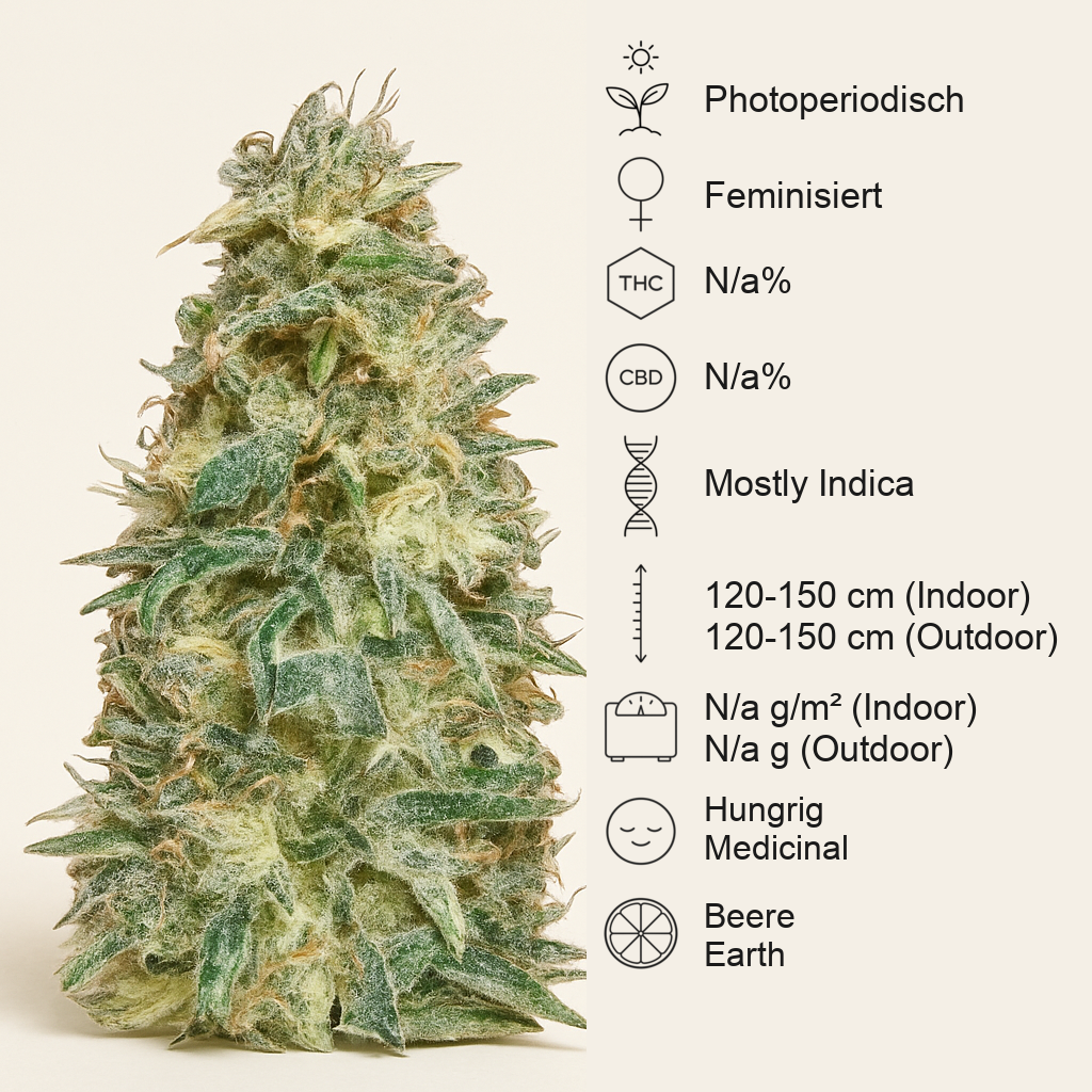 Black Domina (Sensi Seeds) Cannabis-Samen