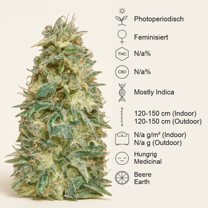 Black Domina (Sensi Seeds) Cannabis-Samen