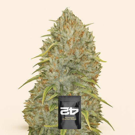 Original Auto Jack Herer (Fast Buds) Cannabis-Samen