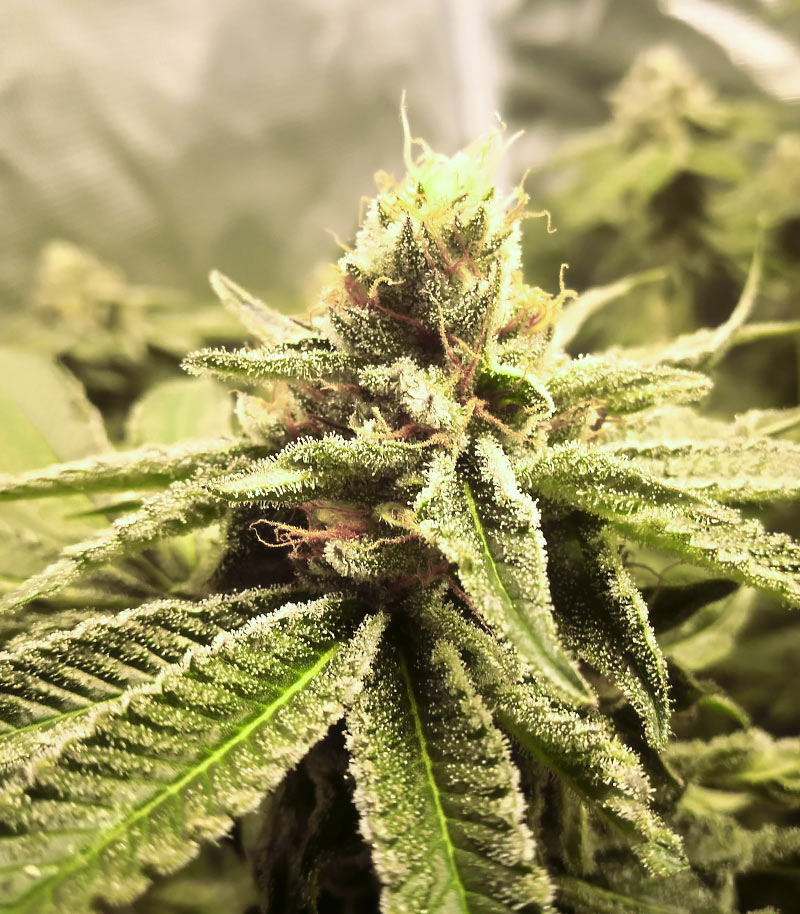Biscotti Mintz Cannabispflanze – Barney's Farm, Foto 1