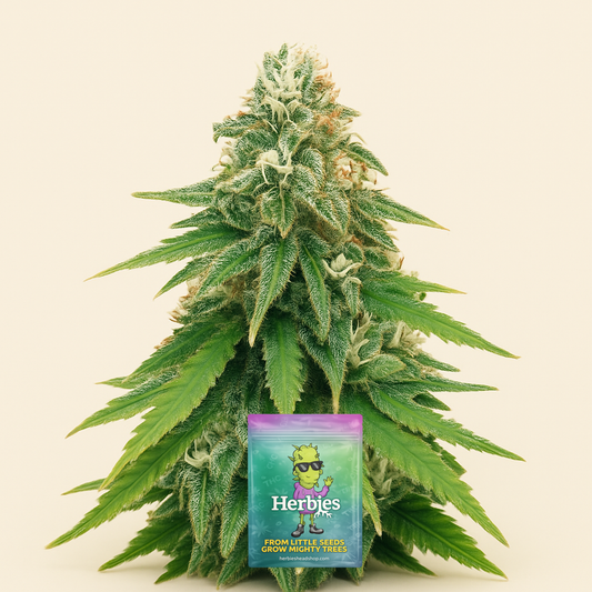 Godzilla Original Glue GG#4 feminisierte Samen (Herbies Seeds)